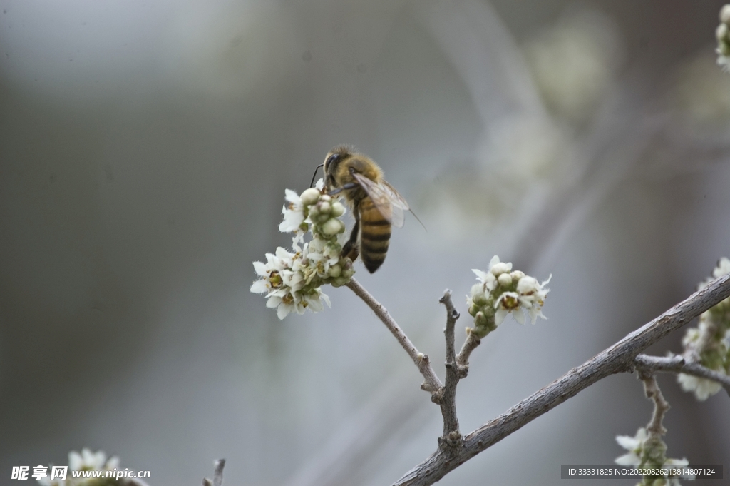 蜜蜂 授粉