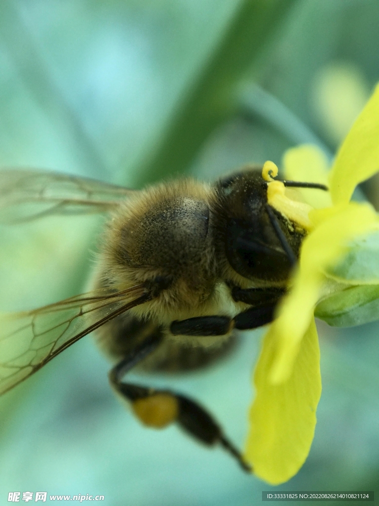 蜜蜂 授粉
