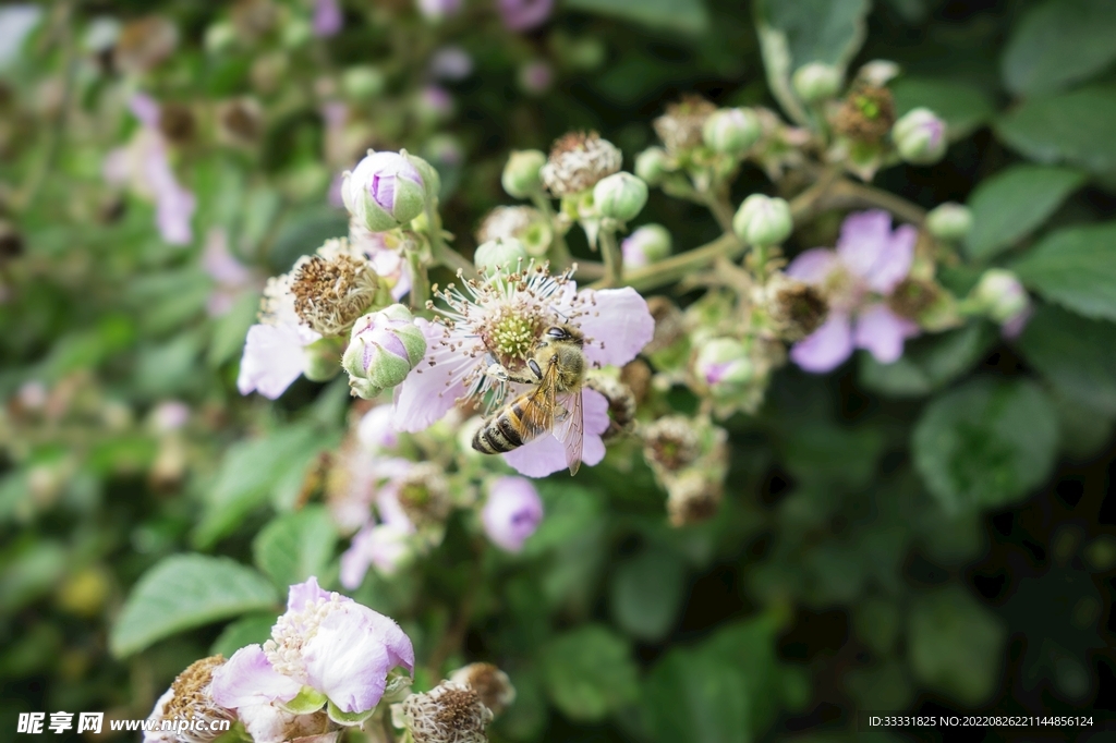 蜜蜂 授粉