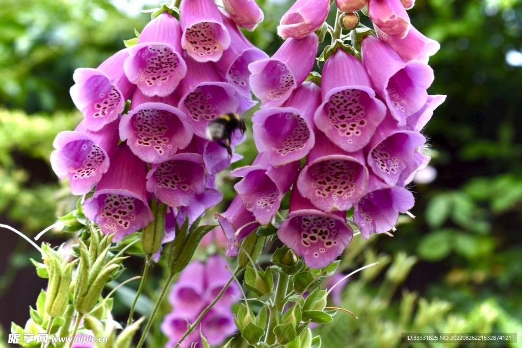 蜜蜂 授粉