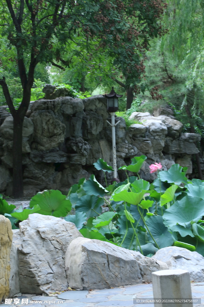 荷塘风景 