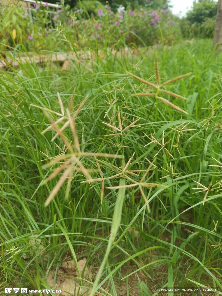 香附子开花