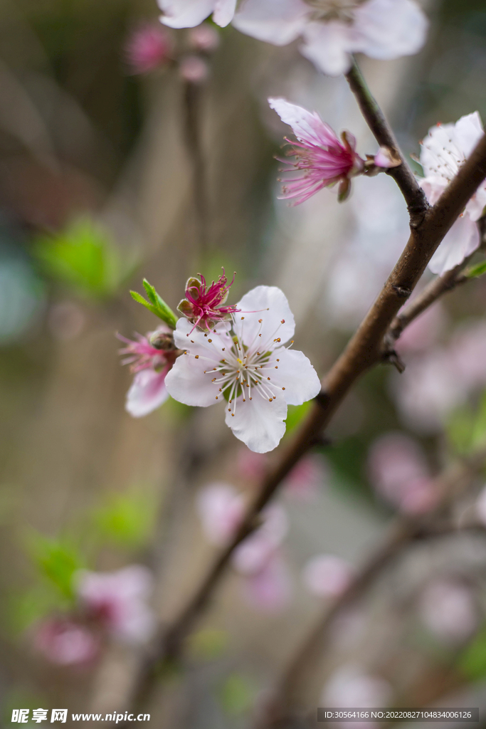 淡粉色桃花