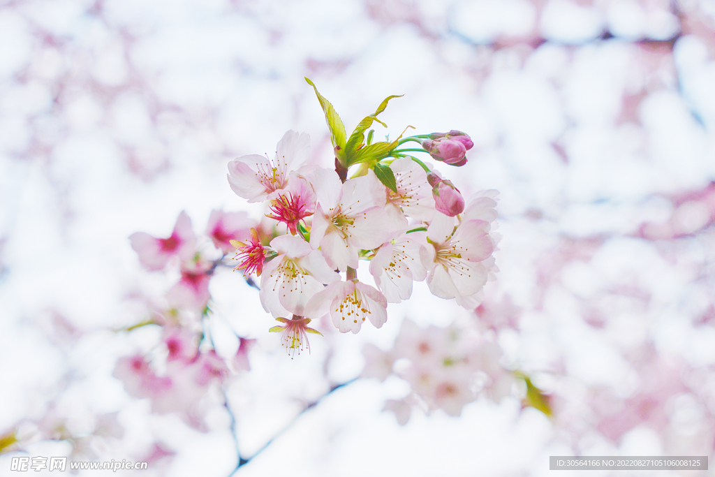 淡粉色樱花