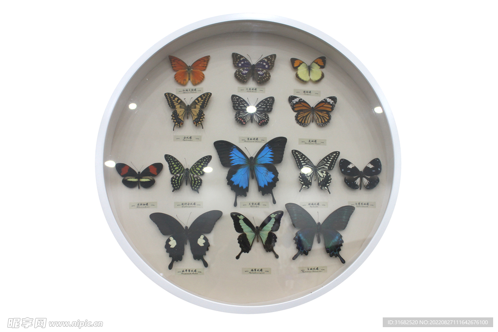 蝴蝶标本组盒