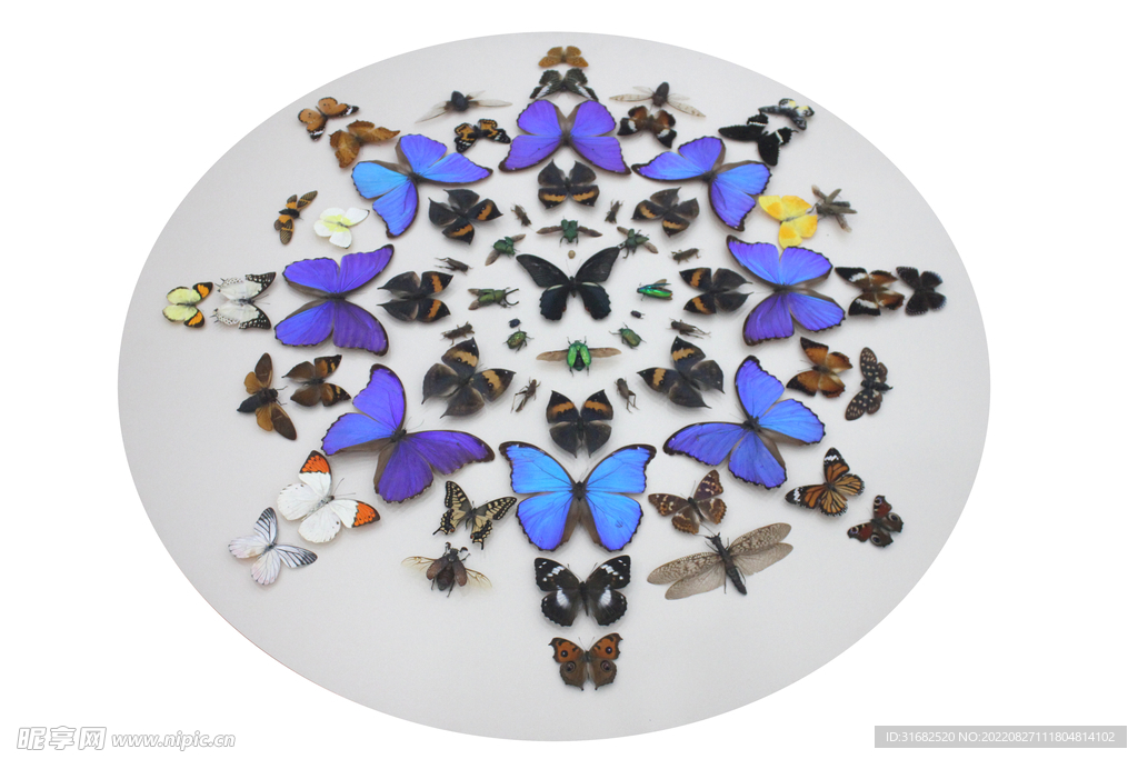 昆虫蝴蝶标本拼画
