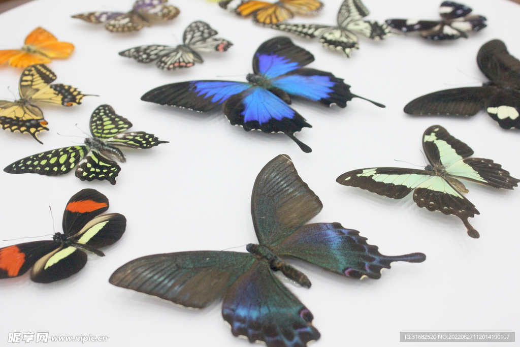蝴蝶标本照片