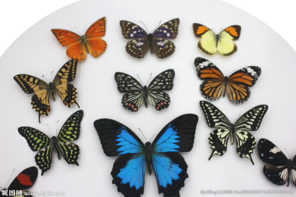 蝴蝶标本组合