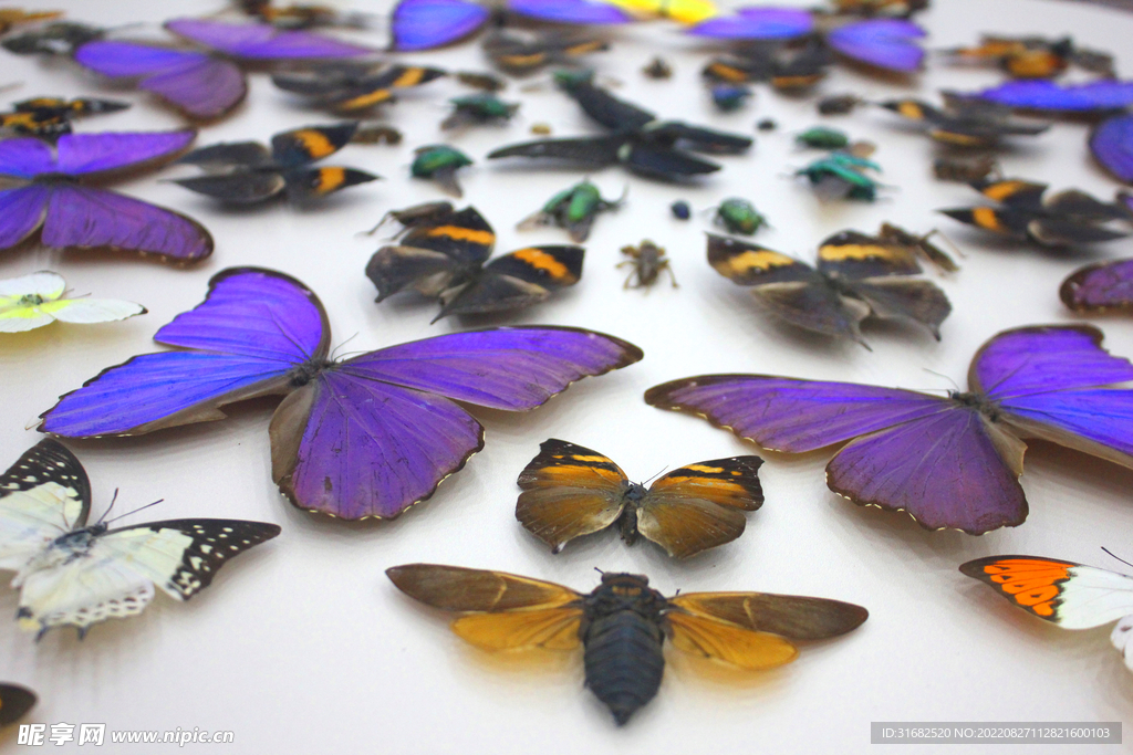 昆虫蝴蝶标本