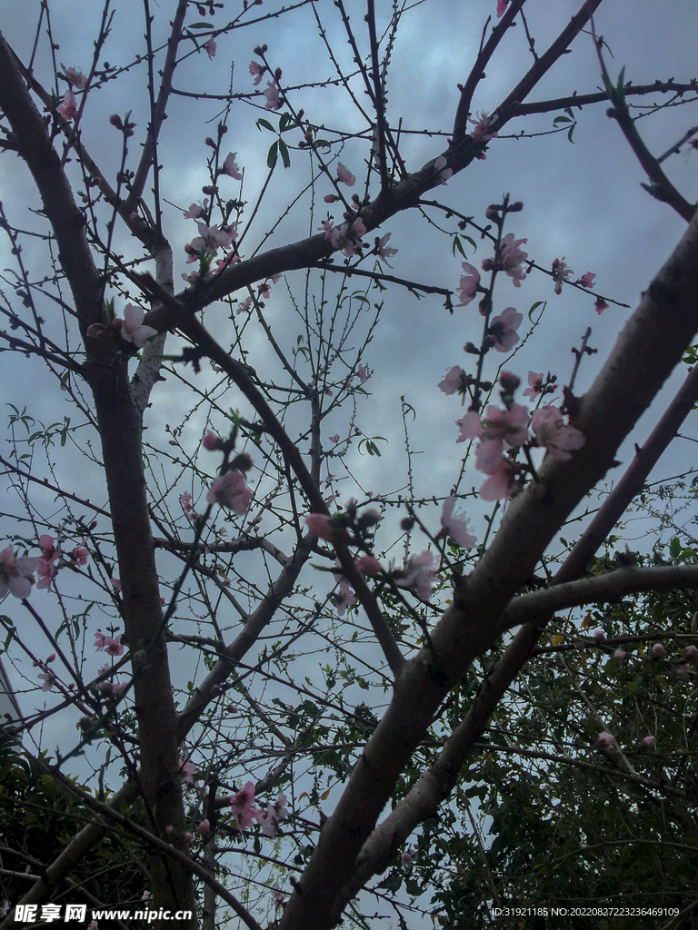 桃花
