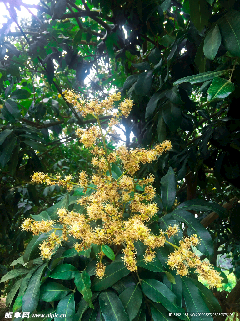 鸭脚花
