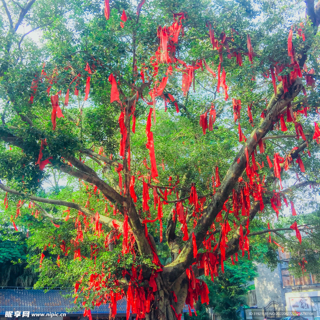 姻缘树