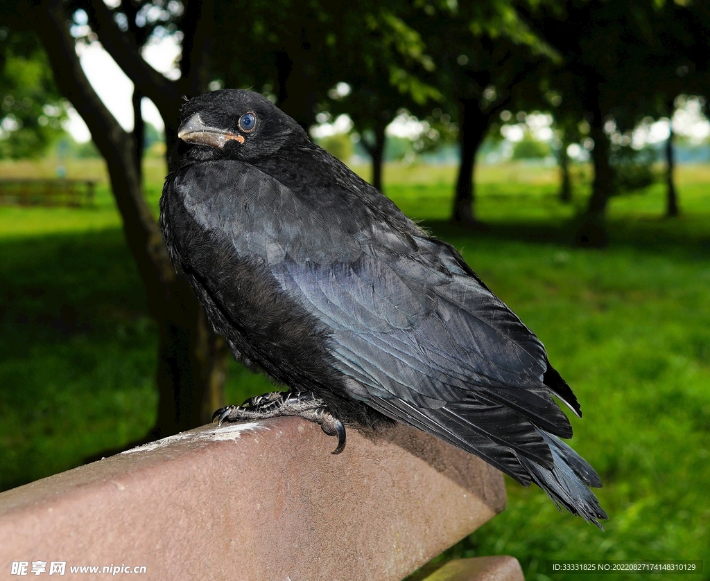 地球上最美的十种黑色的鸟类！|黑石|羽毛|翅膀_新浪新闻