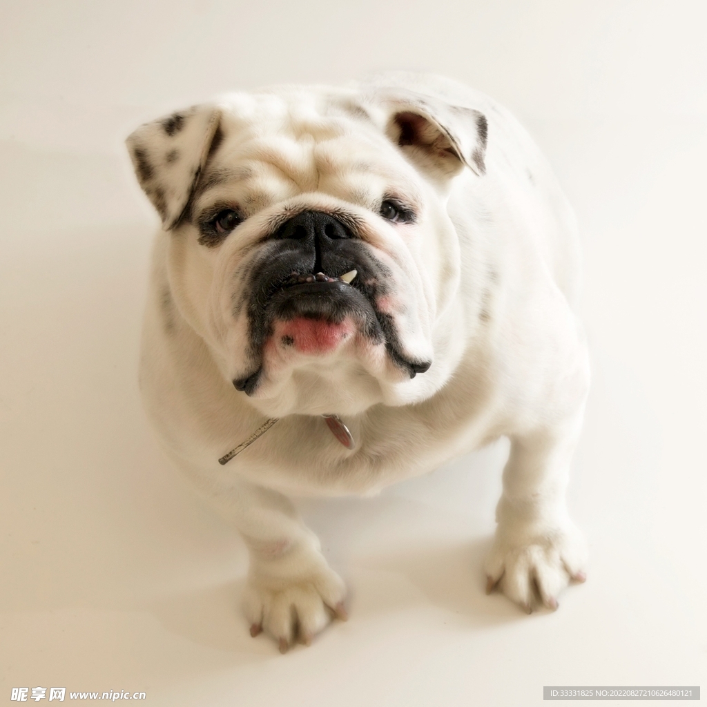 斗牛犬