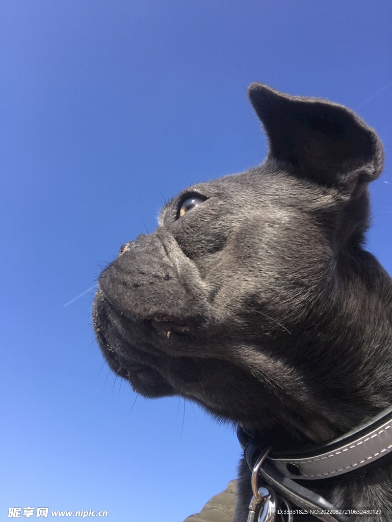 斗牛犬
