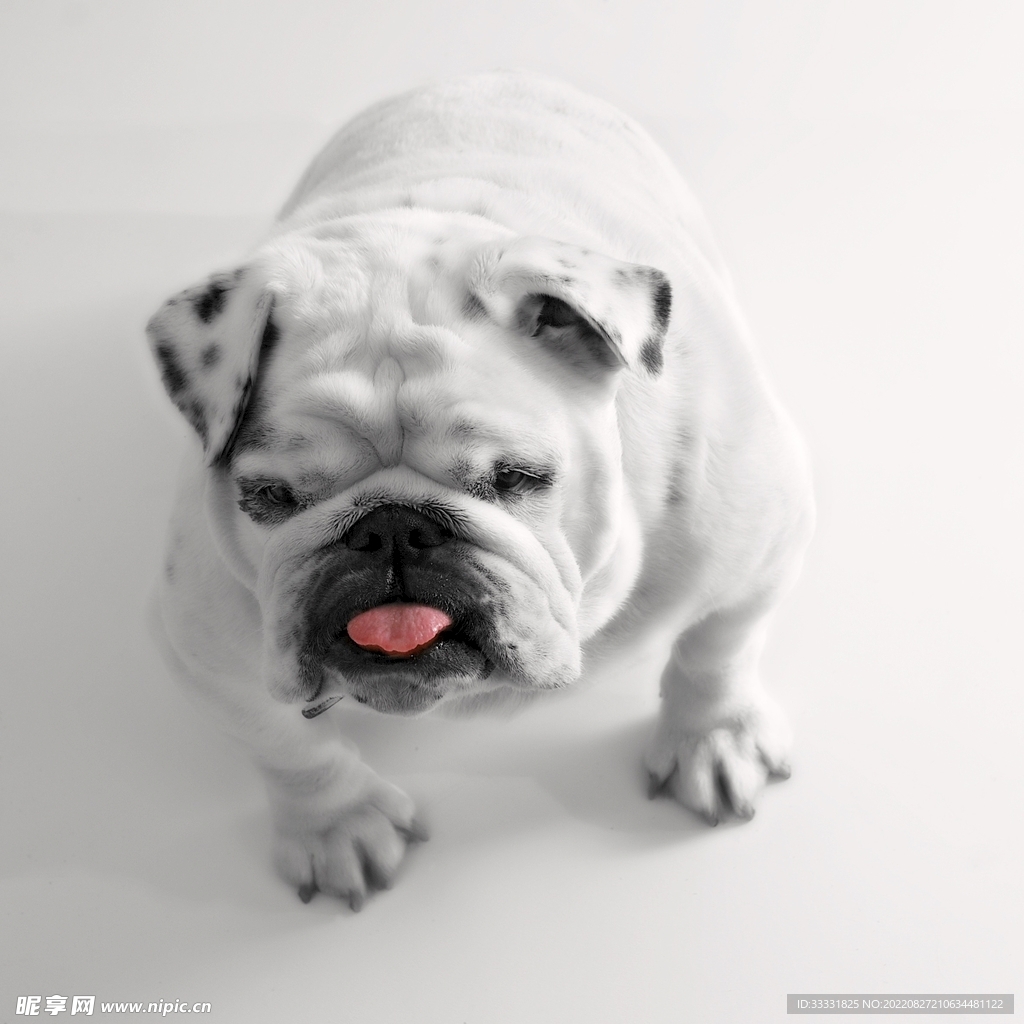 斗牛犬