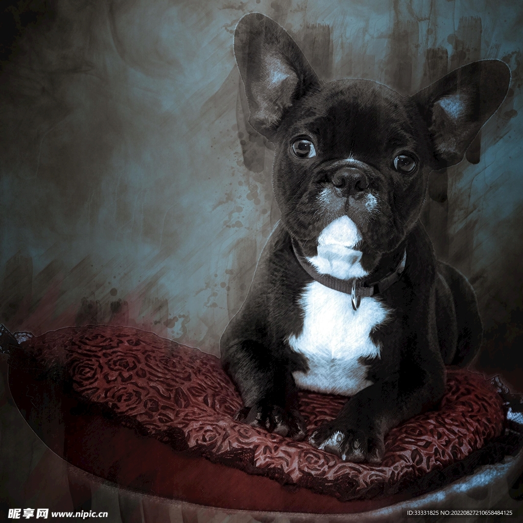 斗牛犬
