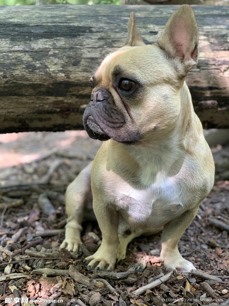 斗牛犬