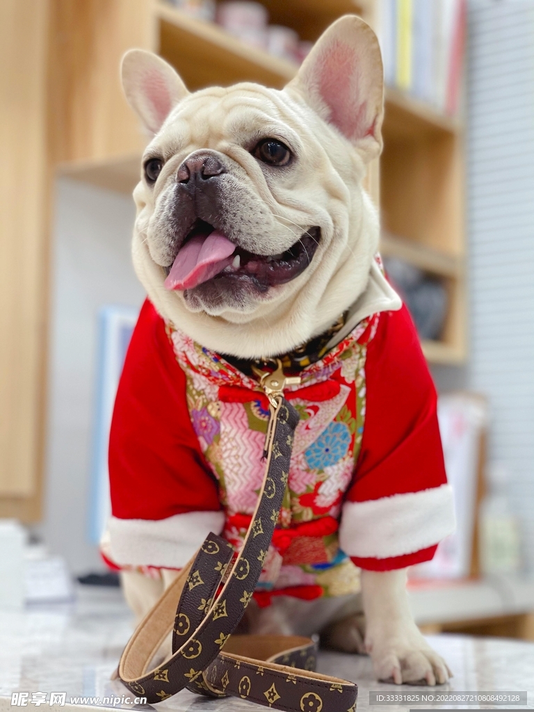 斗牛犬