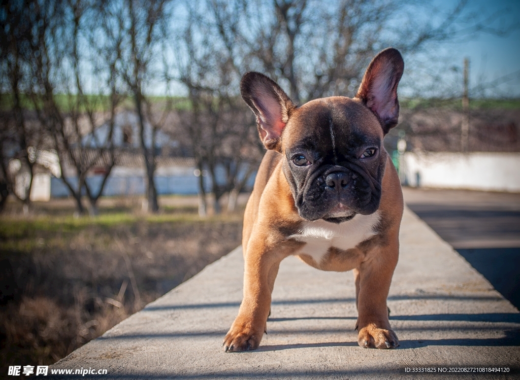 斗牛犬