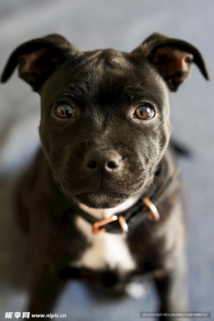 斗牛犬