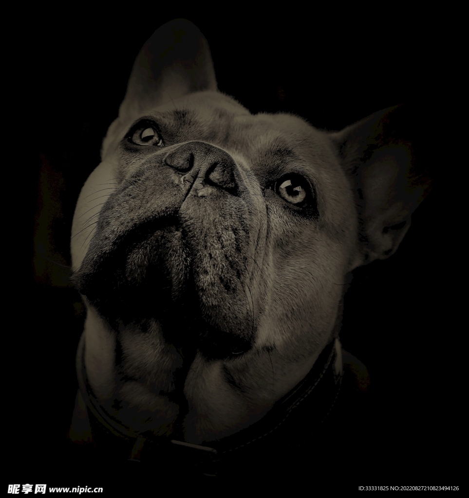 斗牛犬