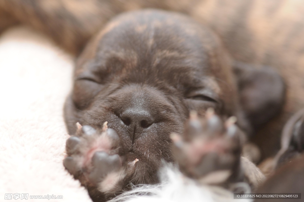 斗牛犬