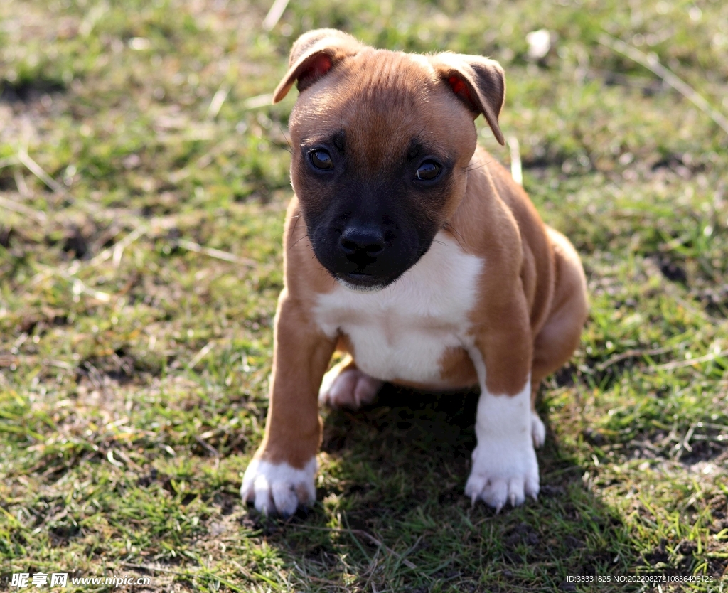 斗牛犬