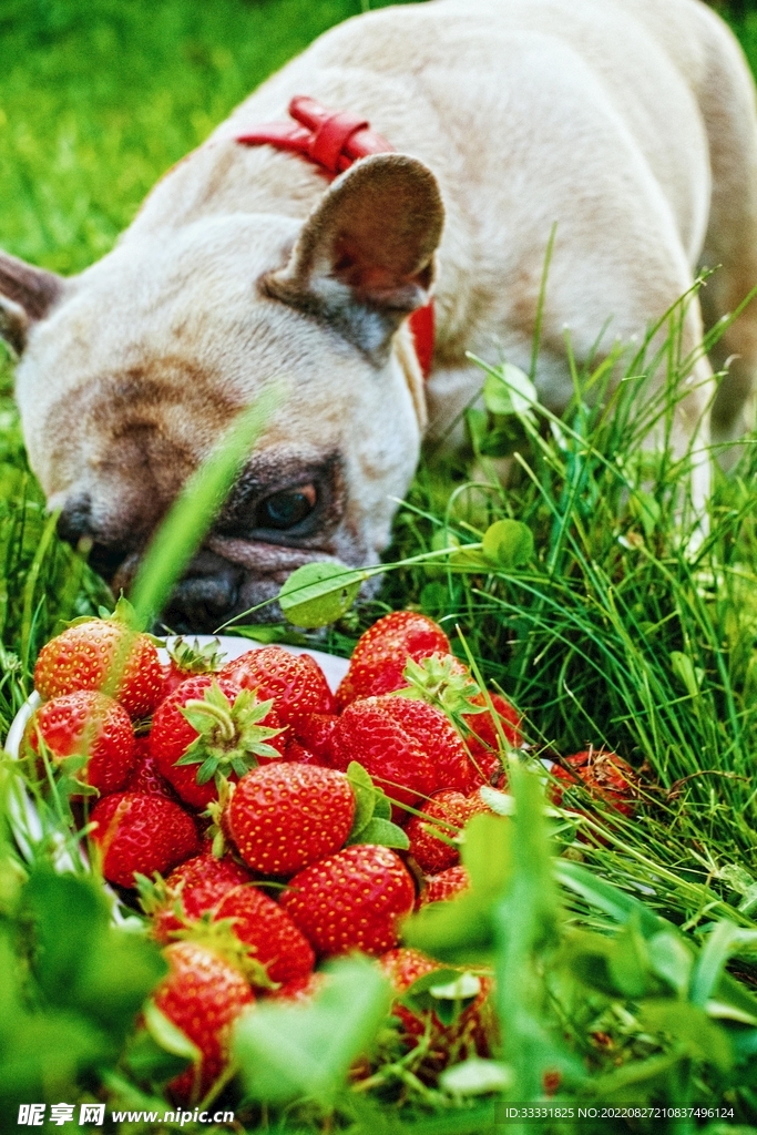 斗牛犬
