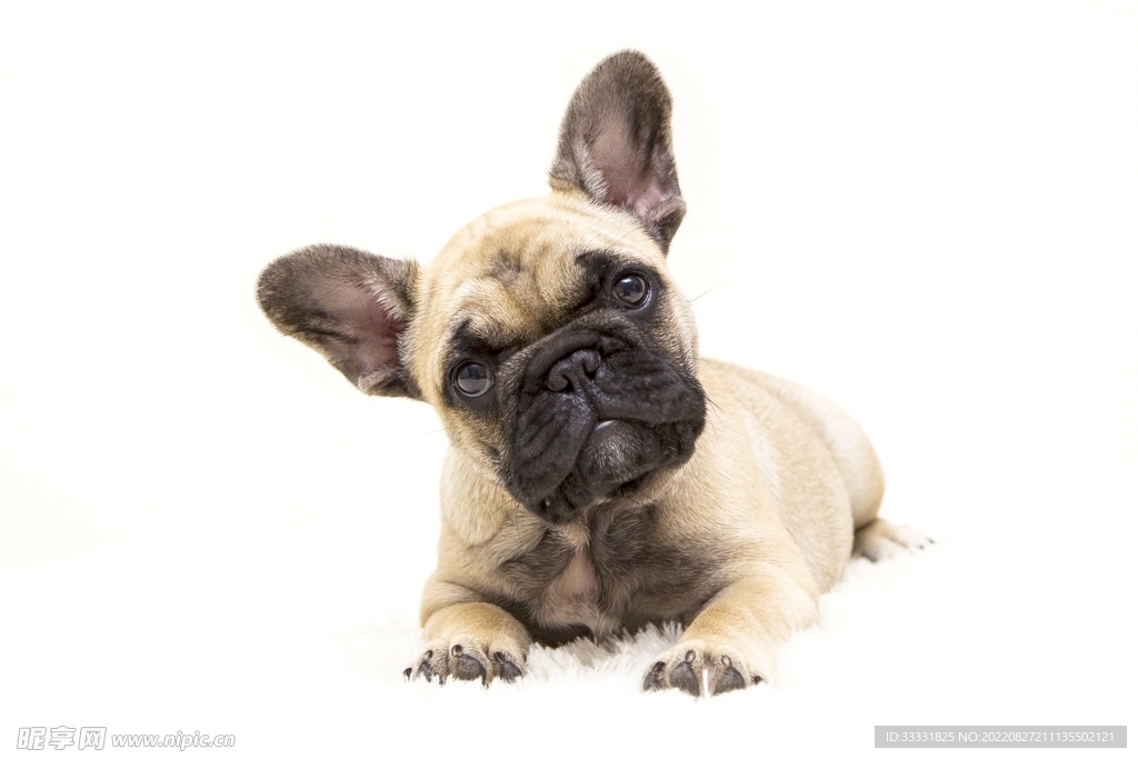 斗牛犬