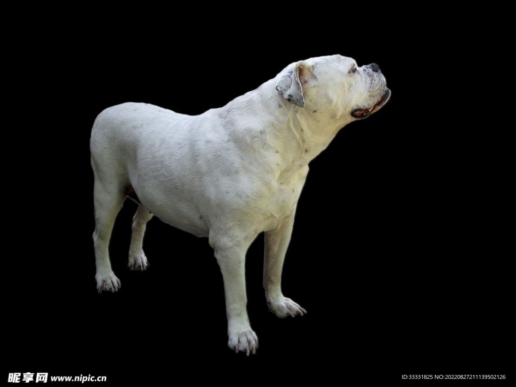 斗牛犬
