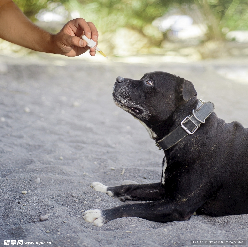 斗牛犬