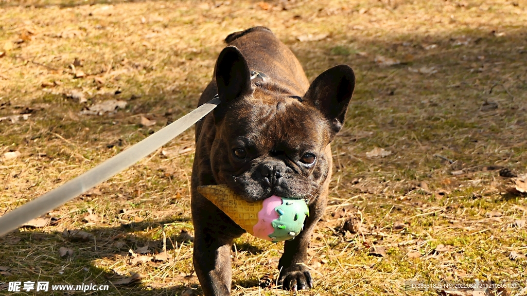 斗牛犬