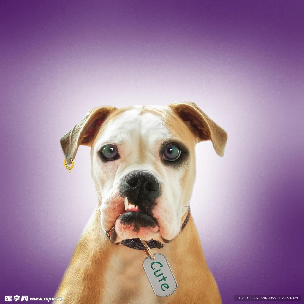 斗牛犬