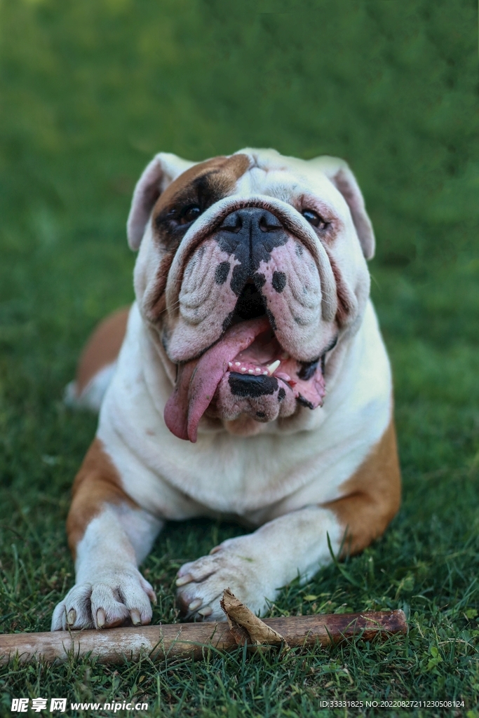 斗牛犬