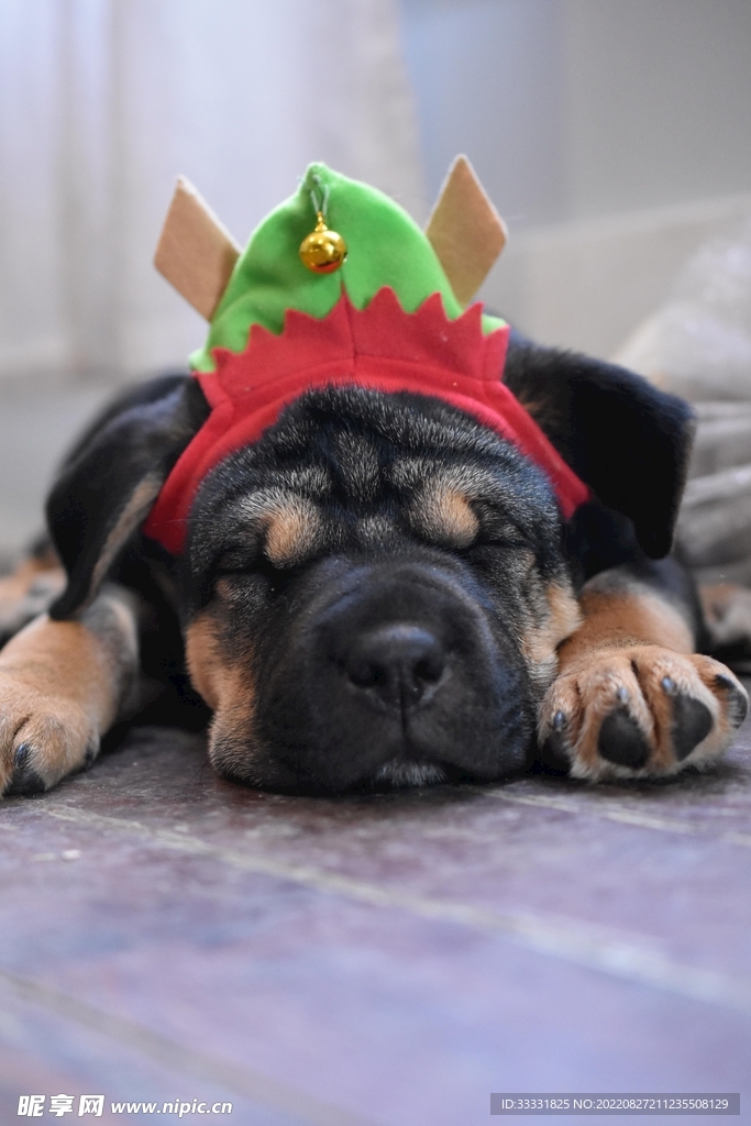 斗牛犬