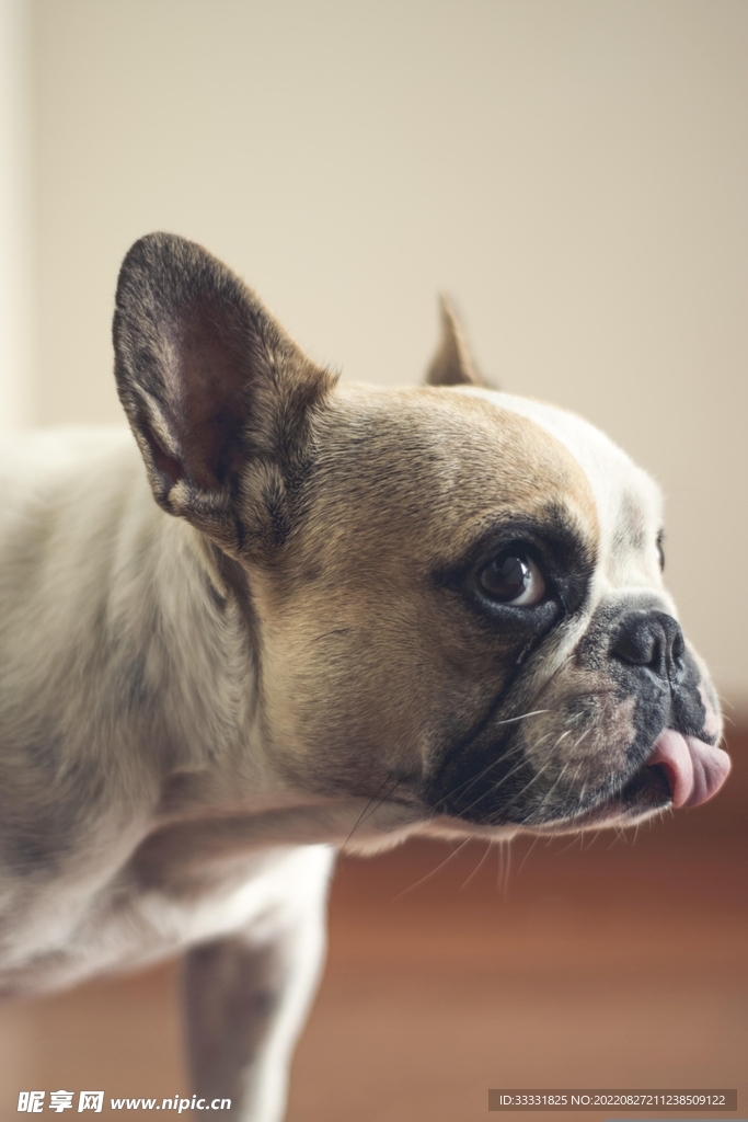 斗牛犬