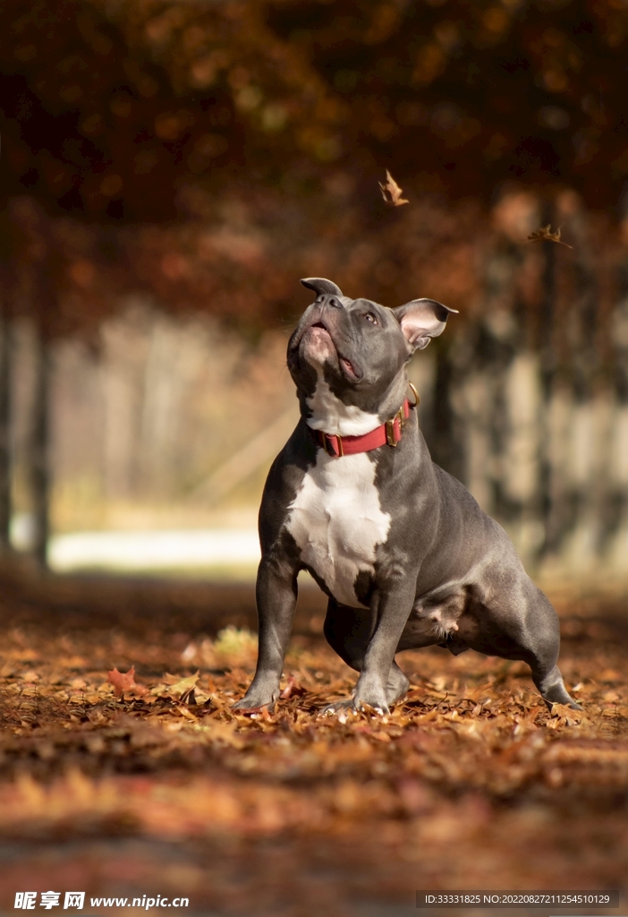 斗牛犬