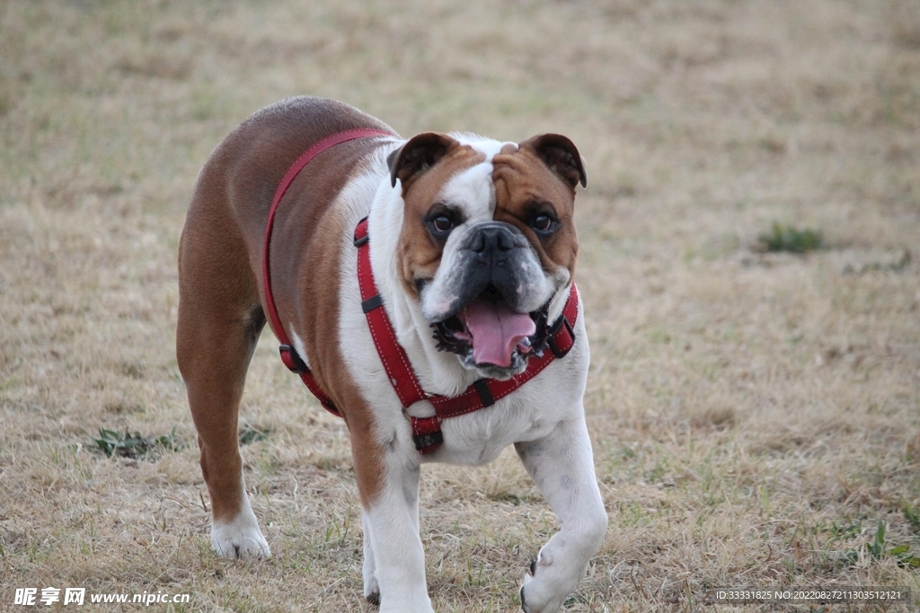 斗牛犬
