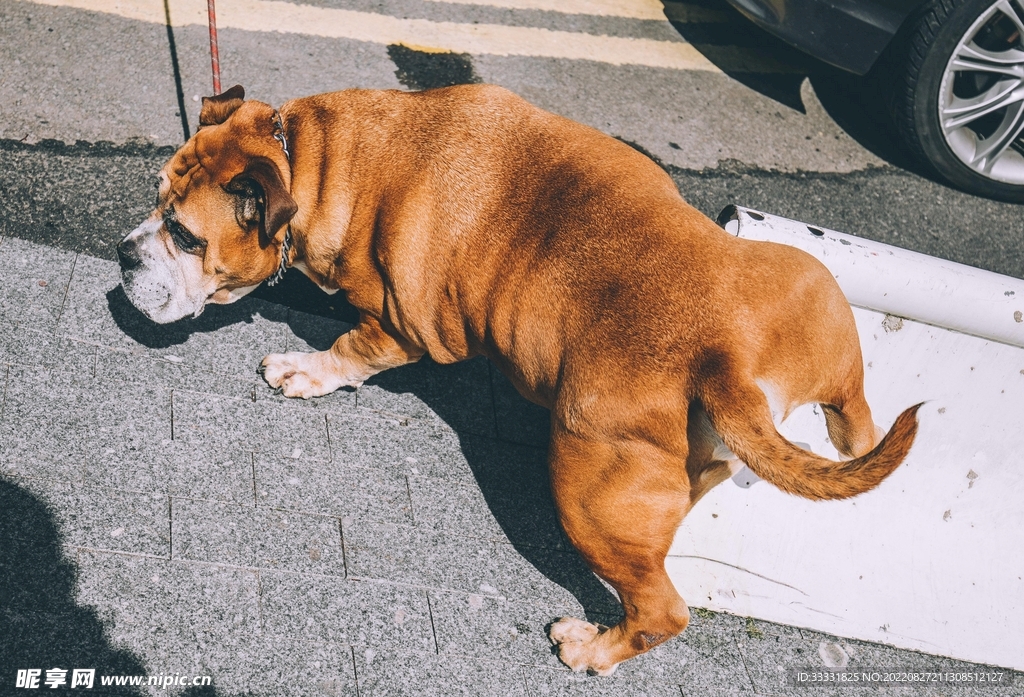 斗牛犬