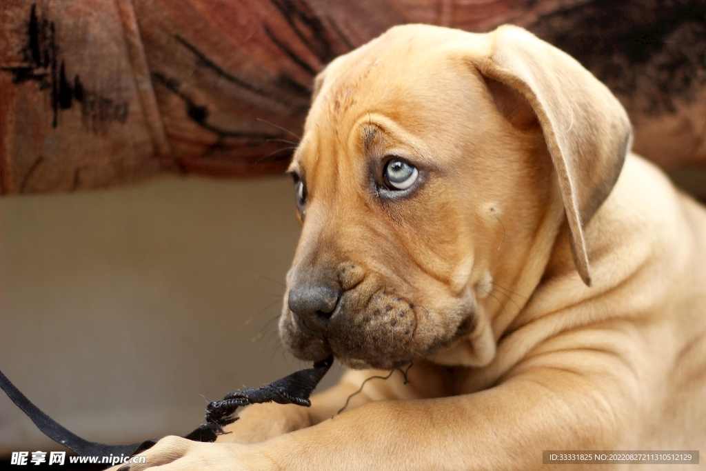 斗牛犬