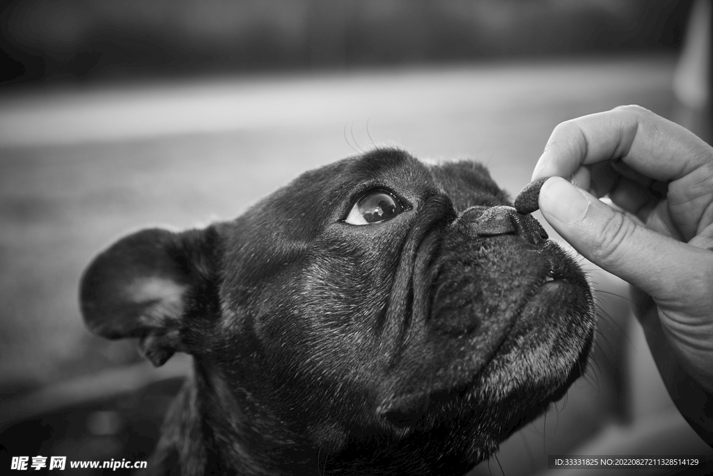 斗牛犬
