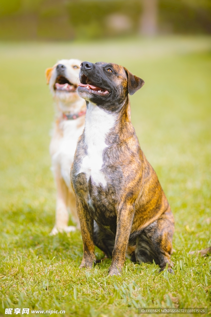 斗牛犬