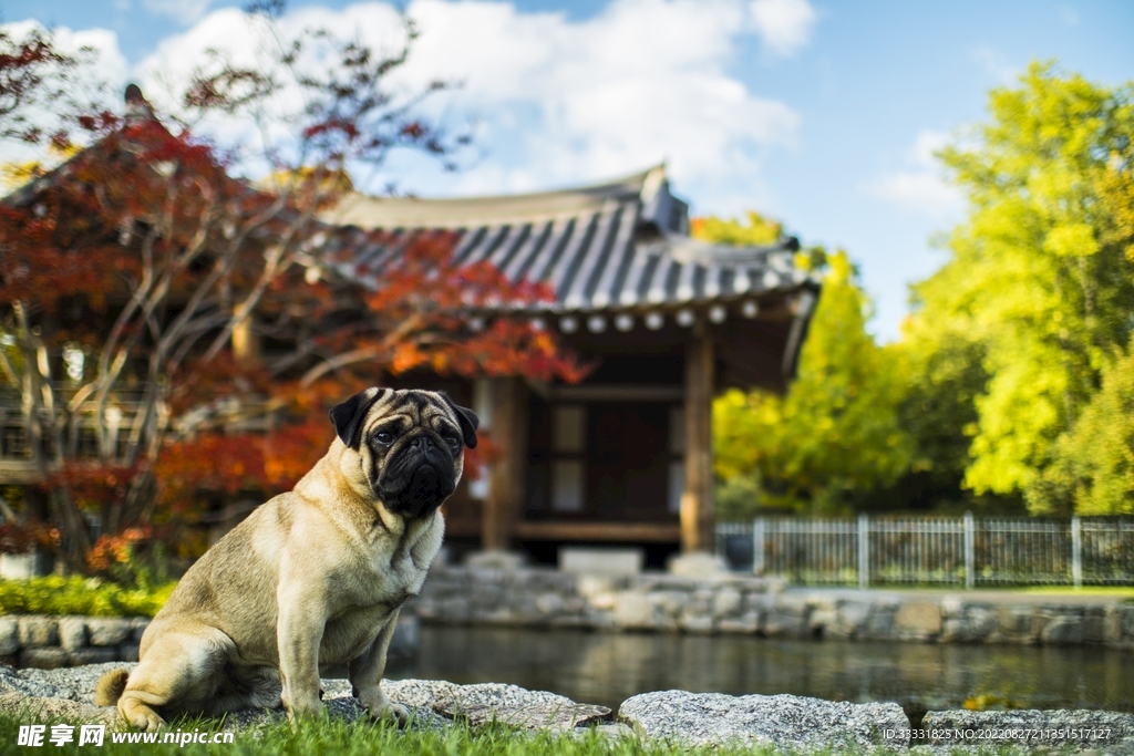 斗牛犬
