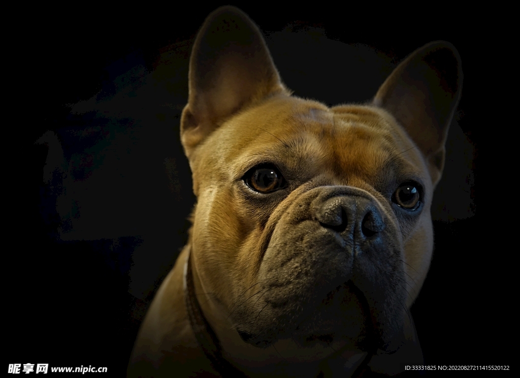 斗牛犬