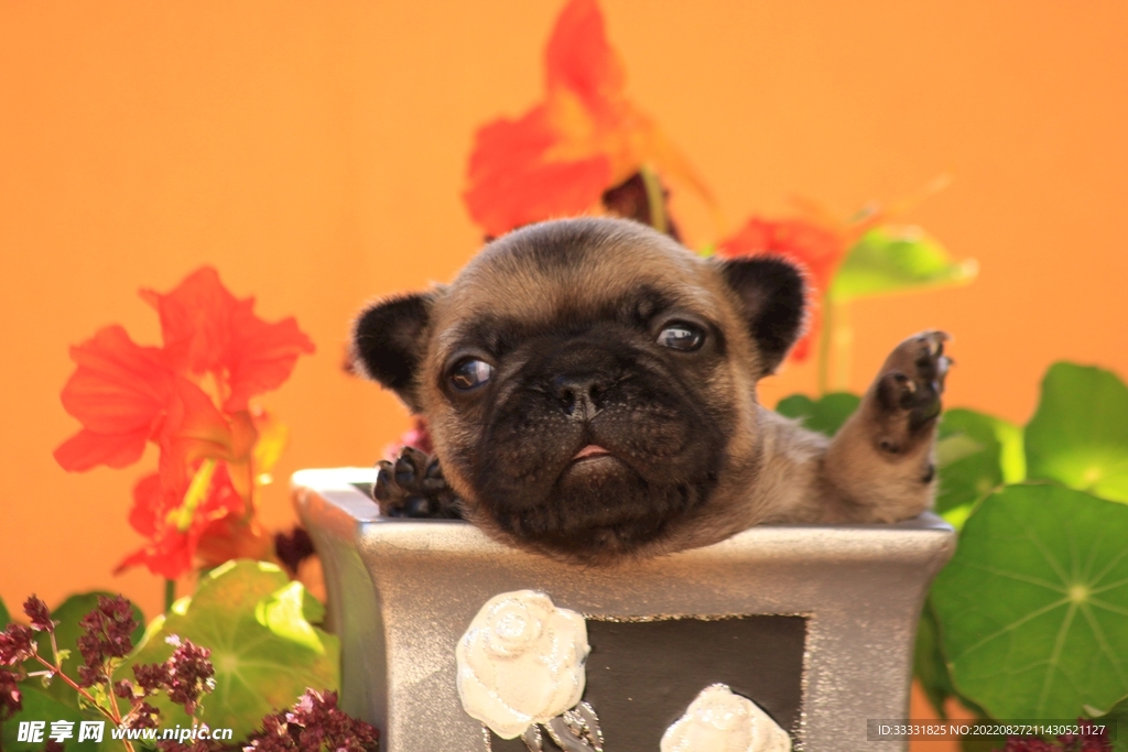 斗牛犬
