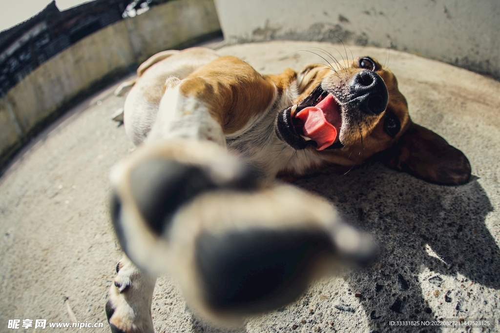 斗牛犬