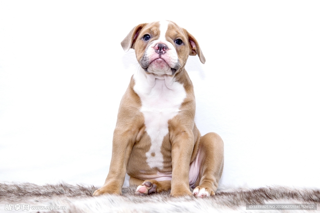 斗牛犬