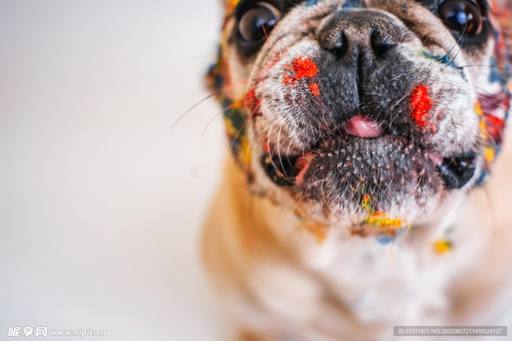 斗牛犬