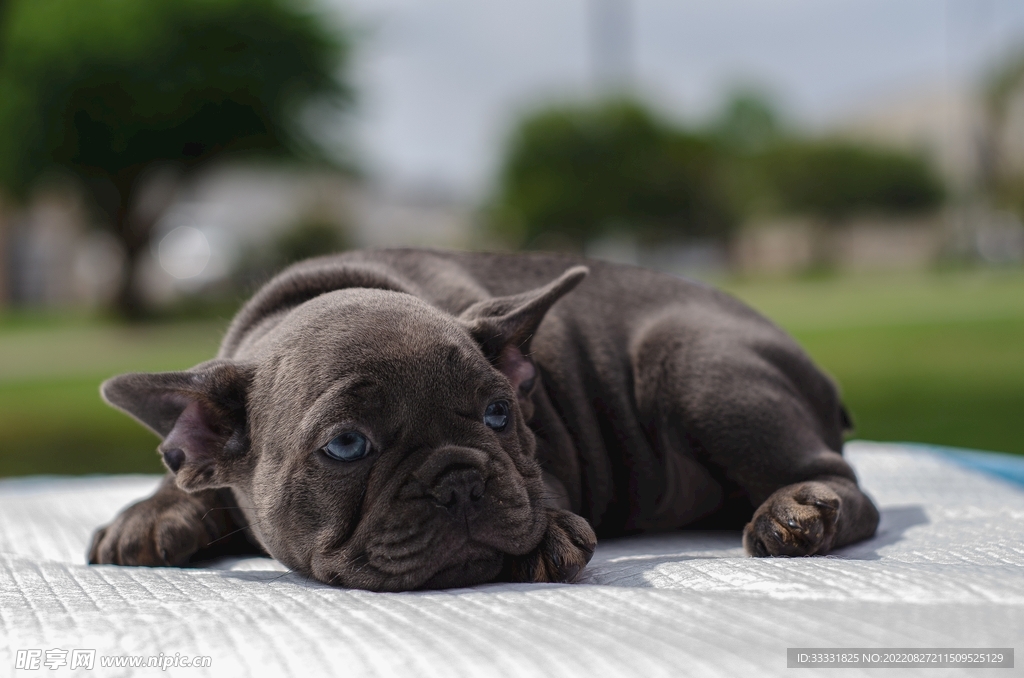 斗牛犬